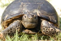 Foraging Gopher Tortoise by U.S. Fish and Wildlife Service Southeast Region, Via Creative Commons.