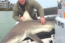 Sandbar Shark, Redfish Pass, North Captiva Island, Catch & Release, 2-28-15.