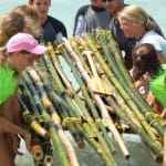 Sanibel Sea School Island Survival Camp