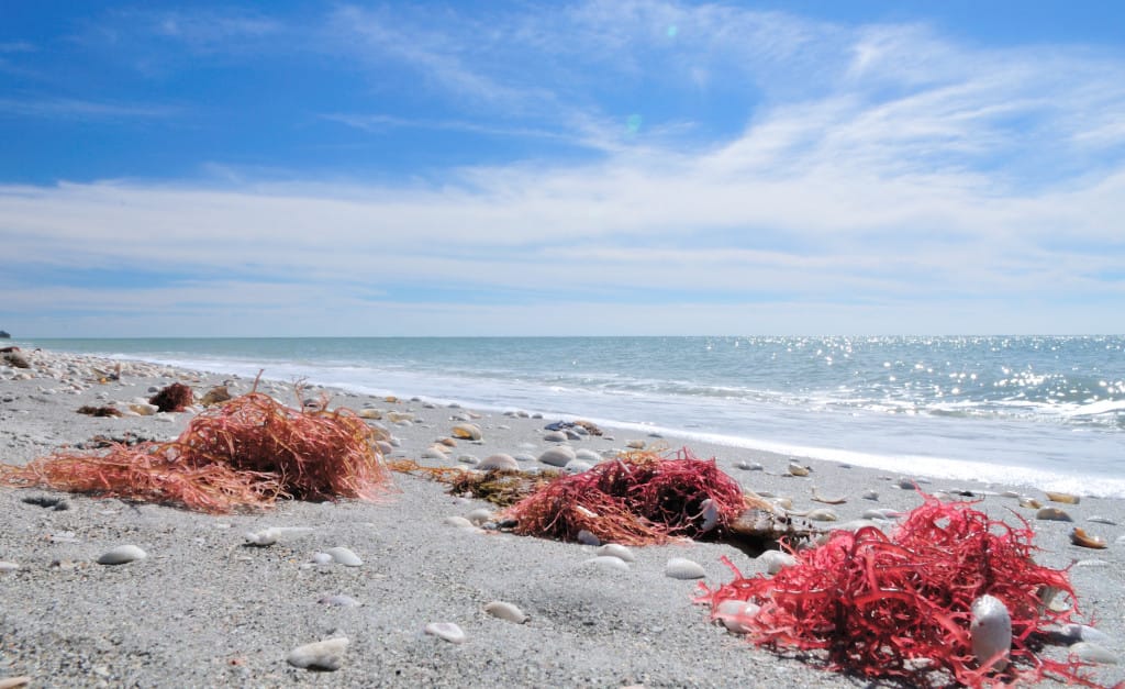 Shells And Algae On Sanibel's Bowman's Beach By Gregory Moine, Via Creative Commons.