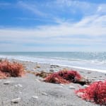 Sanibel Bayous Preserve Restoration & Bowman’s Beach Project