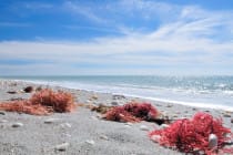 Shells And Algae On Sanibel's Bowman's Beach By Gregory Moine, Via Creative Commons.