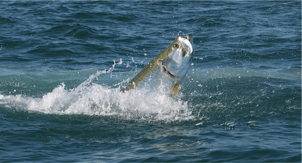 Sanibel Rentals, 3-29-15, Captiva, Tarpon Coming Up.