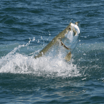 Big Tarpon Off Jensen’s