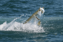 Sanibel Rentals, 3-29-15, Captiva, Tarpon Coming Up.