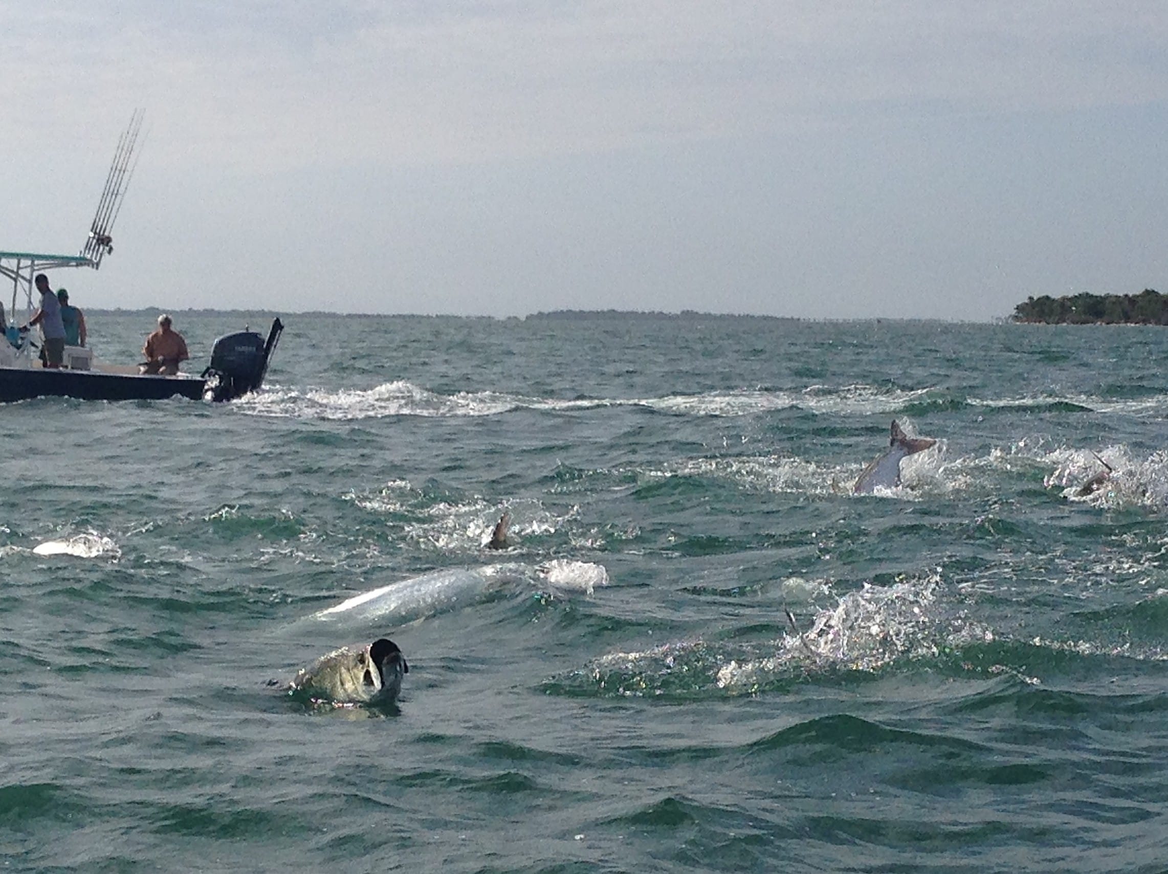 Sanibel Rentals, Tarpon Rolling, 3-22-15, Sanibel Fishing.