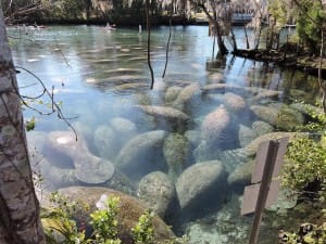 Three Sister Springs Manatee Count. Five years ago, about 65 manatees congregated at the springs at high tide on an average cold winter’s day. This winter, the count at times went as high as 528! Courtesy Of FWC.