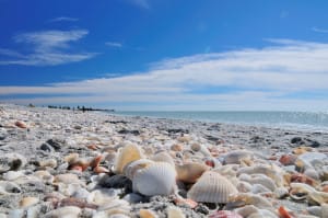 Tons Of Shells On Bowman's Beach By Gregory Moine, Via Creative Commons.