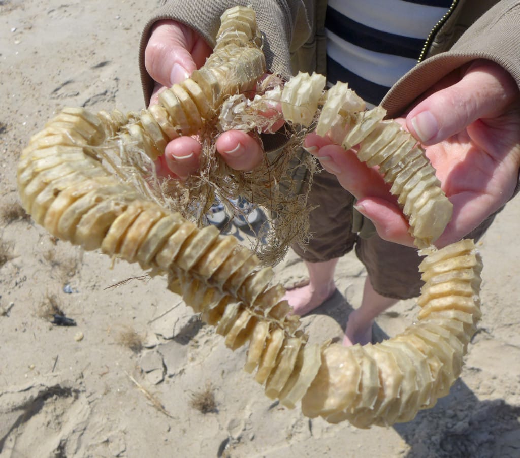 SeaShell News, 3-12-15, Whelk Egg Case By Dystopos, Via Creative Commons.