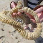 Sanibel Seashell Of The Week:  Whelk Egg Case
