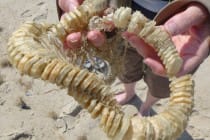 SeaShell News, 3-12-15, Whelk Egg Case By Dystopos, Via Creative Commons.