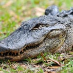 Sanibel & Captiva’s Alligators Active This Time Of Year