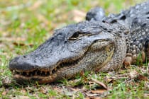 Sanibel Rentals, 4-12-15, Alligator, MyFWCmedia, Via Creative Commons.