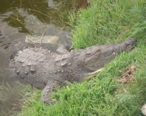 Sanibel Rentals, 4-12-15, Crocodile, MyFWCmedia, Via Creative Commons.