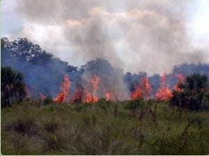 2017 Sanibel Prescribed Burn, Burn Line, File Photo. Image Courtesy Of The Sanibel Captiva Conservation Foundation.