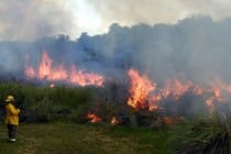 2017 Sanibel Prescribed Burn, Burn Spread, File Photo. Image Courtesy Of The Sanibel Captiva Conservation Foundation.