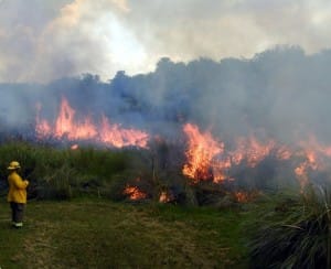 2017 Sanibel Prescribed Burn, Burn Spread, File Photo. Image Courtesy Of The Sanibel Captiva Conservation Foundation.