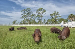 SCCF SanIbel Farmers Market On Thursdays.