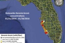 Florida Red Tide Status Map, 1-29-16, Courtesy Of FWC, Florida Red Tide Report.