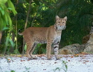 Captiva Bobcat, Captiva Island, Florida.