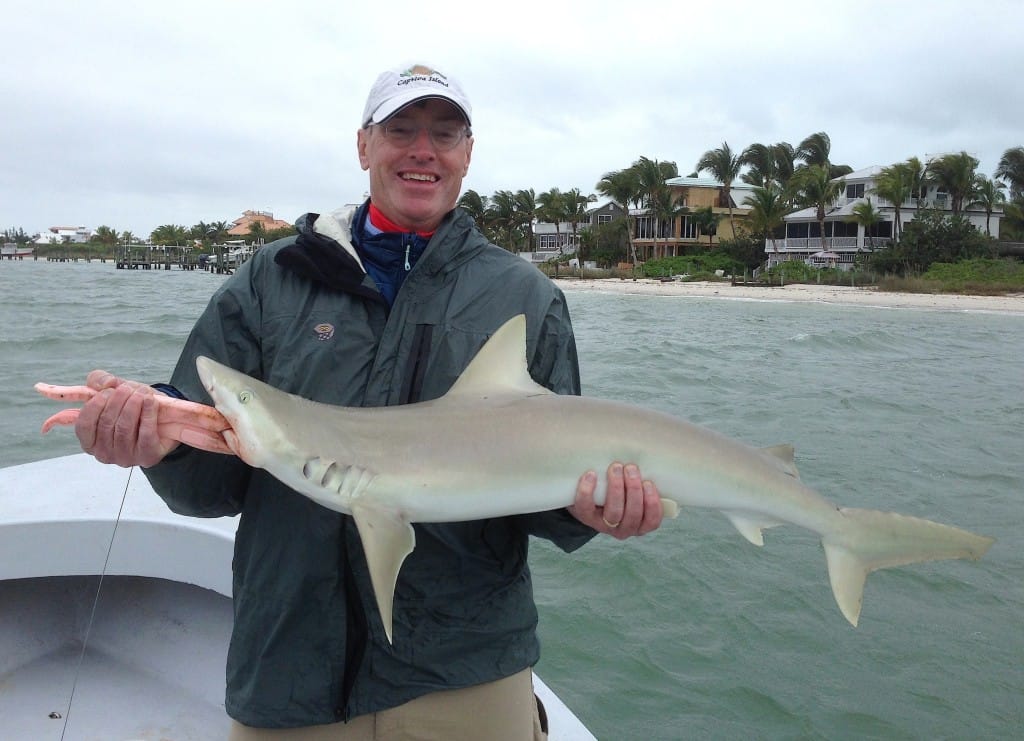 Sanibel Fishing, Blacknose Reef Shark, 2-9-16.