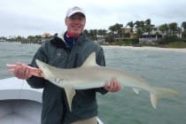 Sanibel Fishing, Blacknose Reef Shark, 2-9-16.