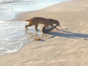 Florida Bobcat Catching Bonnett Head, 4-8-15.  Courtesy Of FWC.