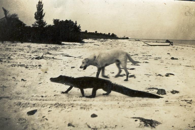 Yellow Lab & Alligator, Captiva Island, Courtesy Of Captiva Historical Society.