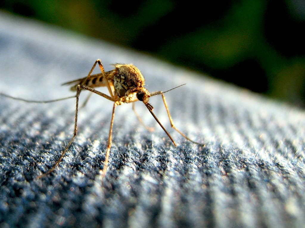 Mosquito, Zika Virus Not Expected To Impact Sanibel, Florida. Photo Credit, TurkleTom Via Creative Commons.