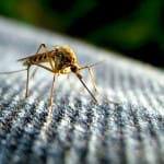 Mosquito Spraying & Abatement Key To Sanibel & Florida