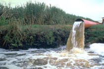 Sanibel Red Tide, Sierra Club Opposes Back Pumping Into Lake Okeechobee. Photo Courtesy Of Sierra Club.