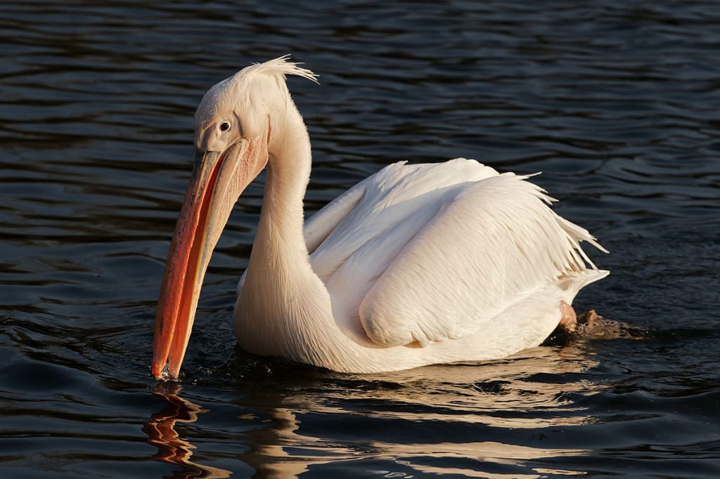 Great White Pelican, Photo Credit, Dakotan - https-::commons.wikimedia.org:w:index.php?curid=5653410