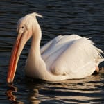 Rare Great White Pelican Appears In “Ding” Darling