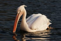 Great White Pelican, Photo Credit, Dakotan - https-::commons.wikimedia.org:w:index.php?curid=5653410