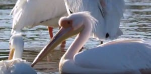 Rare Great White Pelican, Among Common White Pelicans, Sanibel, "Ding" Darling National Wildlife Refuge, March 2016.