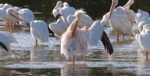 Rare Great White Pelican, Sanibel, "Ding" Darling National Wildlife Refuge, March 2016.