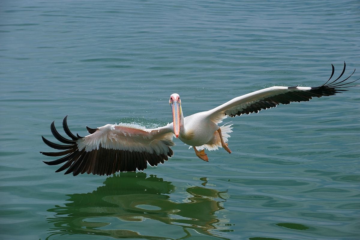 Great White Pelican, Photo Credit - Dakoman - https-::commons.wikimedia.org:w:index.php?curid=5653410