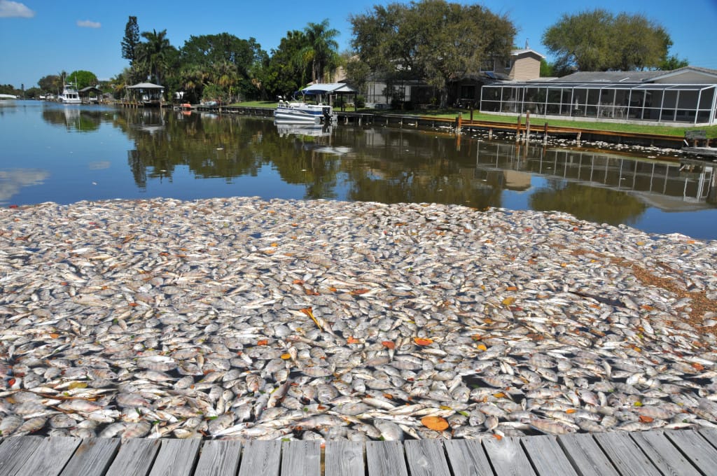 Indian River Fish Lagoon Kill. What started as reports of a fish kill of a few hundred last week in Brevard County in Sykes Creek, turned into thousands of a multi-species kill in the Indian River Lagoon in the Banana River from Cape Canaveral south to Melbourne. Photo shows dead fish blown into the end of a canal on Yacht Haven Drive in Cocoa Beach. Photo Credit: Florida Today