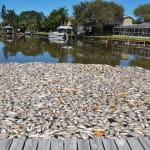 FWC’S Daily Update On The Indian River Lagoon