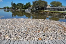 Indian River Fish Lagoon Kill. What started as reports of a fish kill of a few hundred last week in Brevard County in Sykes Creek, turned into thousands of a multi-species kill in the Indian River Lagoon in the Banana River from Cape Canaveral south to Melbourne. Photo shows dead fish blown into the end of a canal on Yacht Haven Drive in Cocoa Beach. Photo Credit: Florida Today