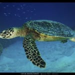 Bleaching Death of Coral Around World Alarms Scientists