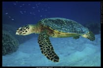 Hawksbill Turtle, Photo Credit - Catlin Seaview Survey & Lynton Burger.