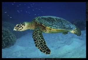 Hawksbill Turtle, Photo Credit - Catlin Seaview Survey & Lynton Burger.