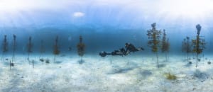 SVII surveys the Coral Nursery, FKNMS, Florida 08:08:2014, Photo Credit - Catlin Seaview Survey.