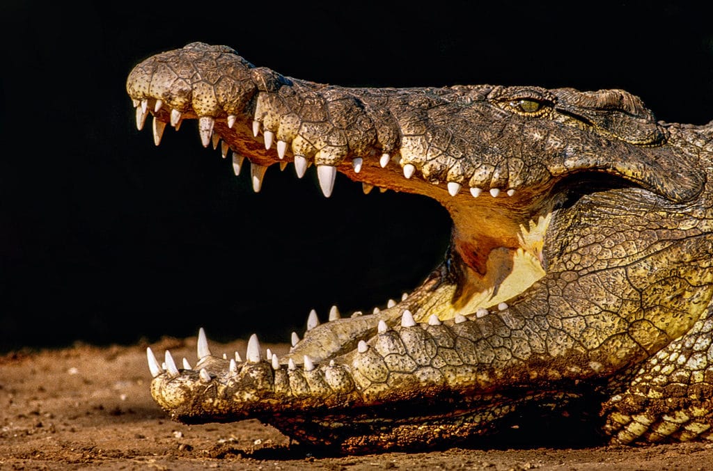 Nile Crocodiles In Florida, Eventually Sanibel? File Photo: Nile Crocodile, Courtesy Of Creative Commons, Terry Carew.