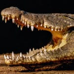 Nile Crocodiles In Florida, Eventually Sanibel?