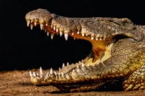 Nile Crocodiles In Florida, Eventually Sanibel? File Photo: Nile Crocodile, Courtesy Of Creative Commons, Terry Carew.