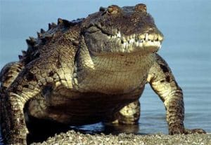 American Crocodile, Florida, File Photo: Courtesy Of FWC.