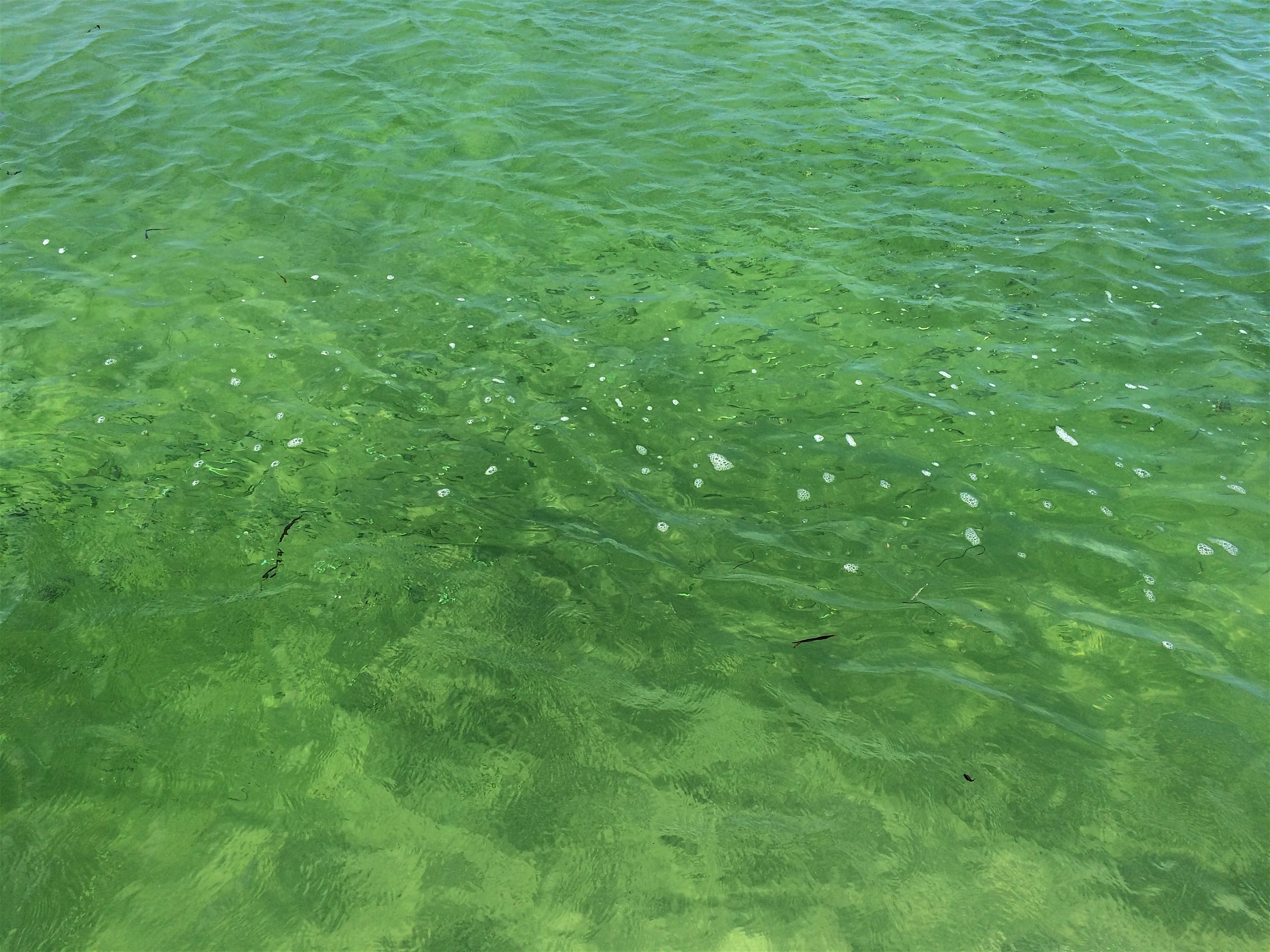 Clear Water, Cayo Costa Island, 7-18-16.