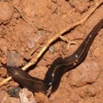New Guinea Flatworm Identified On Sanibel Island